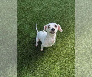 Poodle (Miniature)-Unknown Mix Dogs for adoption in Woodbury, NY, USA