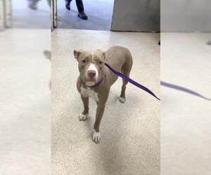 American Pit Bull Terrier Dogs for adoption in Riverside, CA, USA