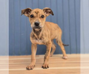 Labrador Retriever-Unknown Mix Dogs for adoption in Lakewood, CO, USA