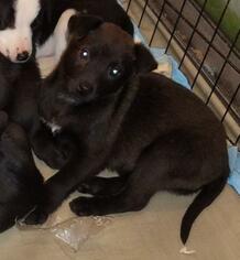 American Pit Bull Terrier-Border Collie Mix Dogs for adoption in Benton City, WA, USA