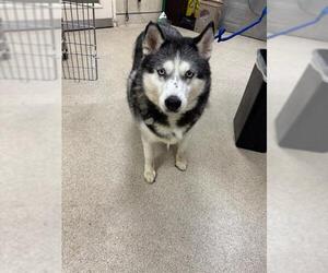 Siberian Husky Dogs for adoption in Riverside, CA, USA