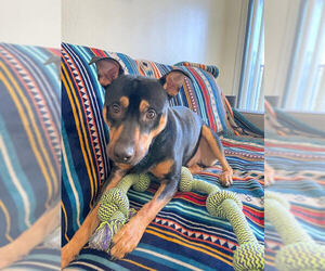 Australian Kelpie-Unknown Mix Dogs for adoption in Miami, FL, USA