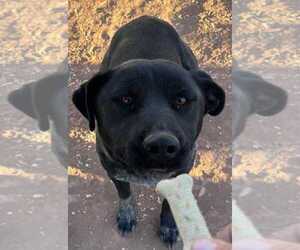 Labrador Retriever-Unknown Mix Dogs for adoption in phoenix, AZ, USA