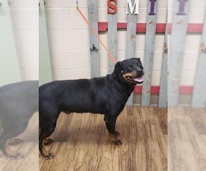 Rottweiler Dogs for adoption in Newcastle, OK, USA
