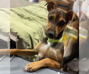 Mutt Dogs for adoption in New London, WI, USA