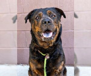 Rottweiler-Unknown Mix Dogs for adoption in Hillsboro, NH, USA