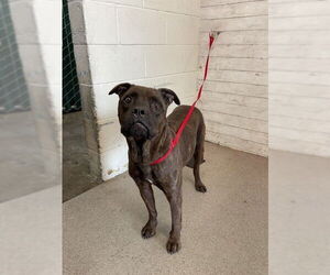 American Pit Bull Terrier-Unknown Mix Dogs for adoption in San Bernardino, CA, USA
