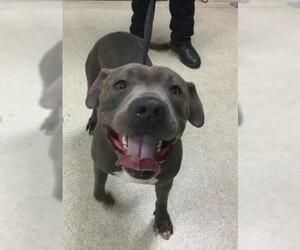 American Pit Bull Terrier Dogs for adoption in Riverside, CA, USA