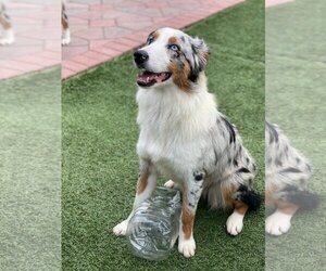 Australian Shepherd Dogs for adoption in Miami, FL, USA