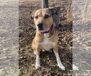 Beagle-Unknown Mix Dogs for adoption in Pottstown, PA, USA