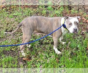 American Pit Bull Terrier Dogs for adoption in Dellslow, WV, USA
