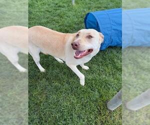 Labrador Retriever Dogs for adoption in Bakersfield, CA, USA