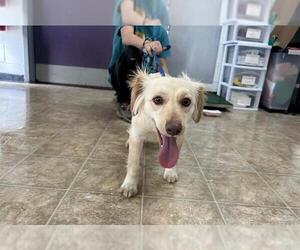Cocker Spaniel-Unknown Mix Dogs for adoption in Raleigh, NC, USA