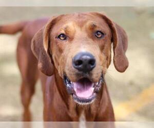 Redbone Coonhound Dogs for adoption in Tallahassee, FL, USA