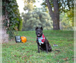 Mutt Dogs for adoption in Unionville, PA, USA