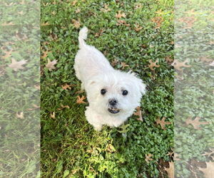 Maltese Dogs for adoption in St. Cloud, MN, USA