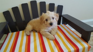 Maltese Dogs for adoption in McDonough, GA, USA
