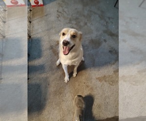 Mutt Dogs for adoption in Jackson Township, NJ, USA