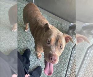 American Pit Bull Terrier-Unknown Mix Dogs for adoption in Salisbury, NC, USA