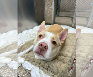 American Pit Bull Terrier-Unknown Mix Dogs for adoption in Martinsburg, WV, USA