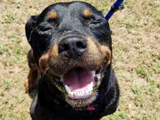 Medium Photo #1 Rottweiler Puppy For Sale in Memphis, TN, USA