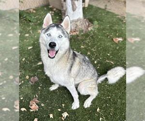 Siberian Husky Dogs for adoption in Chula Vista, CA, USA