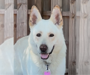 - Mix Dogs for adoption in Hoffman Estates, IL, USA