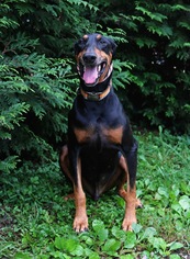 Doberman Pinscher Dogs for adoption in Rocky Mount, VA, USA