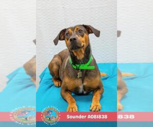 Black and Tan Coonhound Dogs for adoption in Mobile, AL, USA