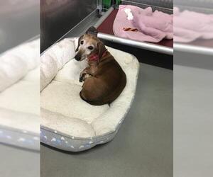 Dachshund Dogs for adoption in Norfolk, VA, USA