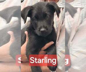 GIANT SCHNAUZER -Unknown Mix Dogs for adoption in Aurora, IN, USA