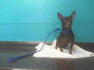 Chihuahua Dogs for adoption in Las Vegas, NV, USA