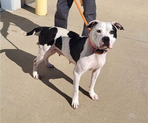 American Pit Bull Terrier-Unknown Mix Dogs for adoption in Louisville, KY, USA