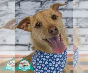 Chihuahua-Unknown Mix Dogs for adoption in Kennesaw, GA, USA