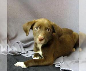 Borador Dogs for adoption in York, SC, USA