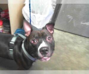 American Pit Bull Terrier Dogs for adoption in Tulsa, OK, USA