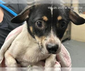 Chihuahua-Unknown Mix Dogs for adoption in Ocala, FL, USA
