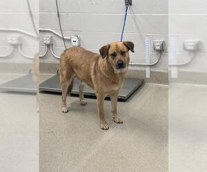 German Shepherd Dog-Unknown Mix Dogs for adoption in Grand Prairie, TX, USA