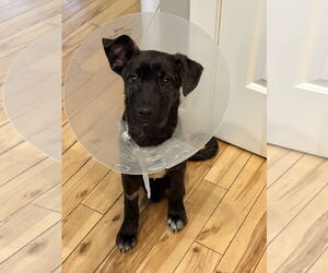 Labrador Retriever-Unknown Mix Dogs for adoption in Aurora, CO, USA