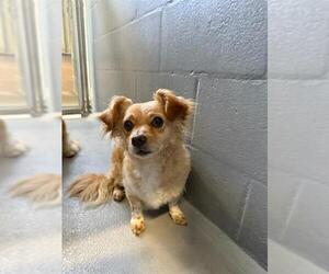 Papillon-Unknown Mix Dogs for adoption in Alameda, CA, USA