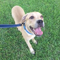 Mastiff Dogs for adoption in Dallas, TX, USA