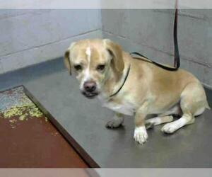 Basset Hound Dogs for adoption in Atlanta, GA, USA