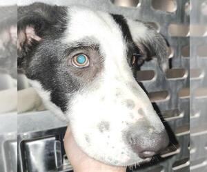 Labrador Retriever-Unknown Mix Dogs for adoption in San Antonio, TX, USA