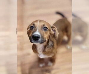 Chiweenie Dogs for adoption in Omaha, NE, USA