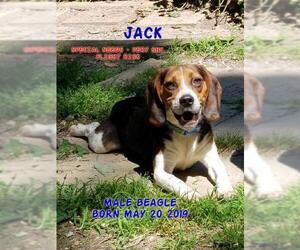 Beagle Dogs for adoption in Huddleston, VA, USA