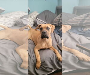 Boxer-Unknown Mix Dogs for adoption in McKinney, TX, USA