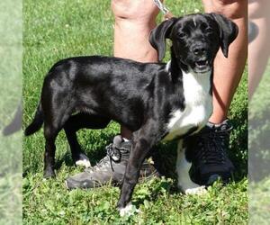 Dachshund Dogs for adoption in Livonia, MI, USA