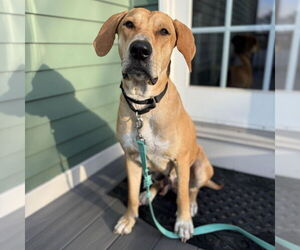 Bloodhound-Unknown Mix Dogs for adoption in Boston, MA, USA