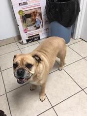 Pug Dogs for adoption in Parma, OH, USA