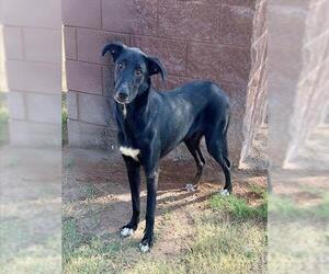 Labrador Retriever-Unknown Mix Dogs for adoption in Riverside, CA, USA